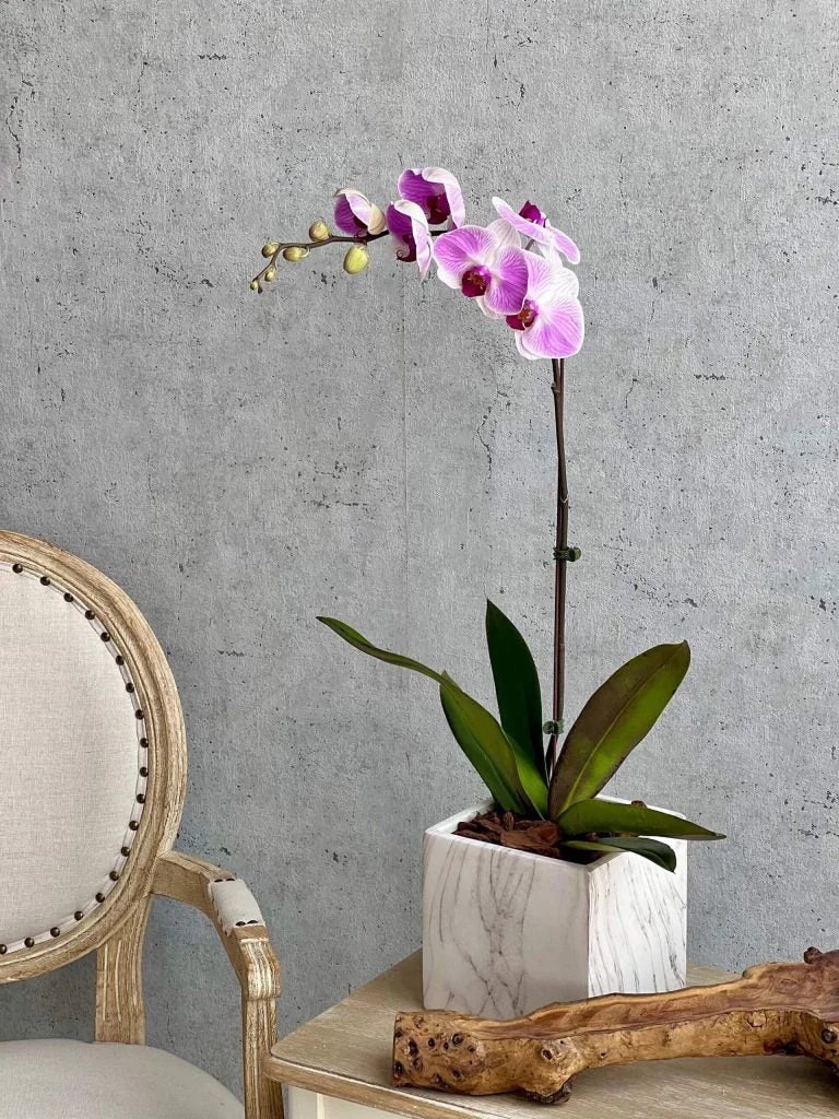 Light Purple Phalaenopsis Orchid Marble Pot Dubai | أوركيد فالينوبسيس بنفسجي فاتح في أصيص رخامي دبي